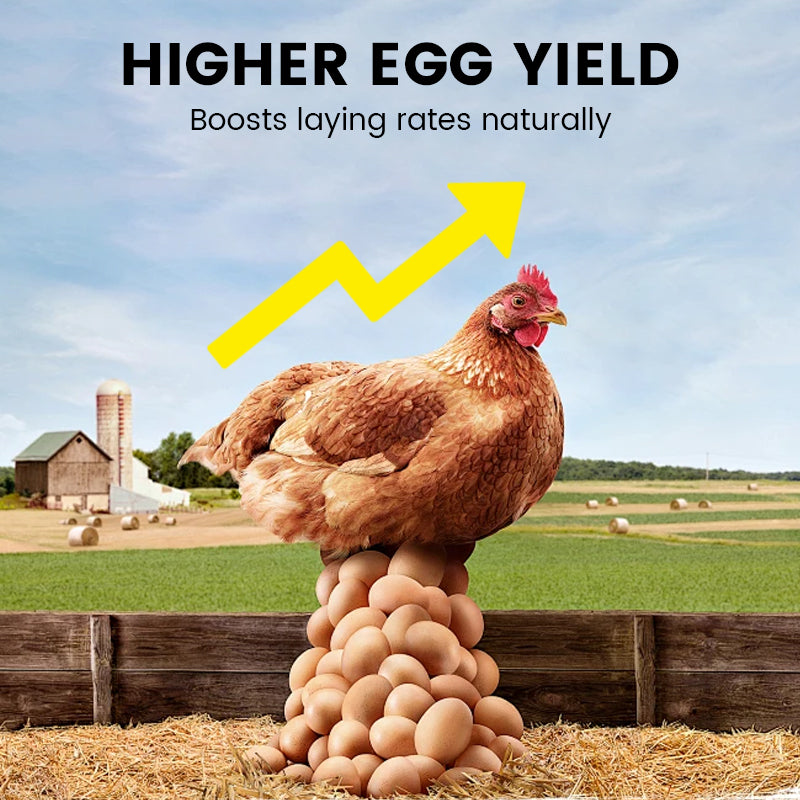 Enhanced Egg Production Feed Supplement