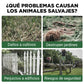 ⏰ ¡Oferta Limitada 50% OFF! ☀️🚨 Luces de Advertencia Solares – Repelente de Bestias con Volumen Alto, Protege tu Jardín y Cultivos 🌱⚡