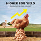 Enhanced Egg Production Feed Supplement