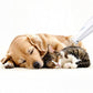 2-Speed Dog Paw Trimmer with LED Light
